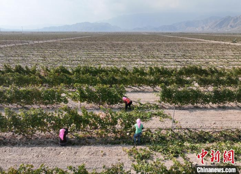 宁夏贺兰山东麓葡萄酒产区酿酒葡萄剪枝迎“冬眠”