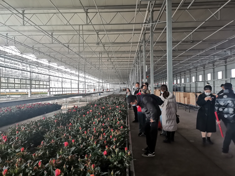 参观兴庆区花卉基地